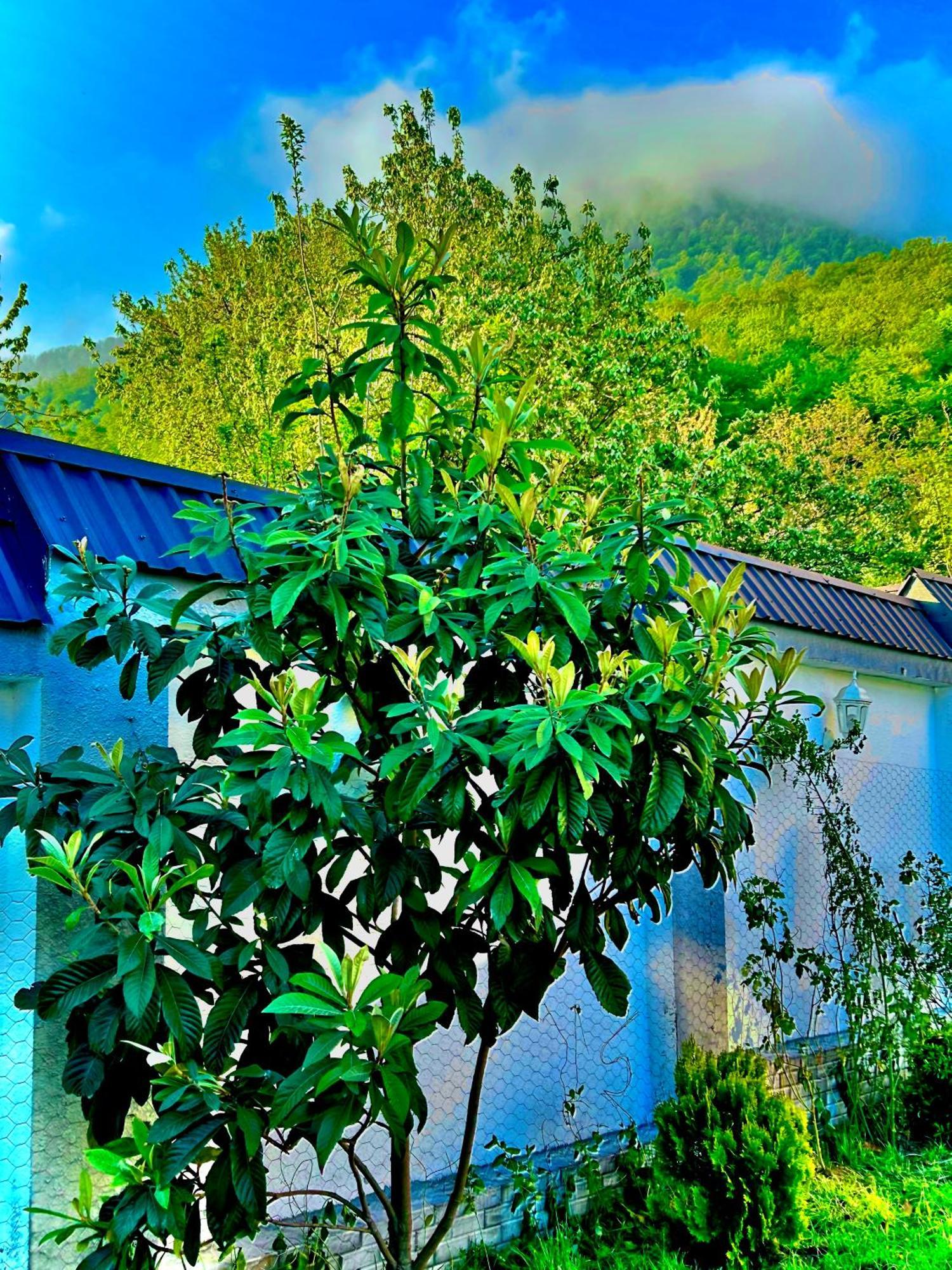 Qafqaz Mountside Chalet Gabala Exteriör bild